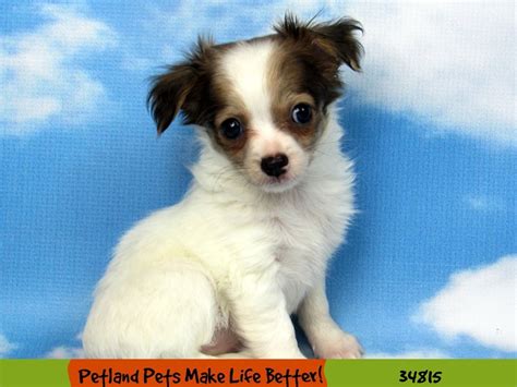 You must be at least 21 years old. Chihuahua Puppies - Petland Chicago Ridge