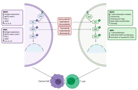 Biomolecules Free Full Text Immune Checkpoint Inhibitors And Ras
