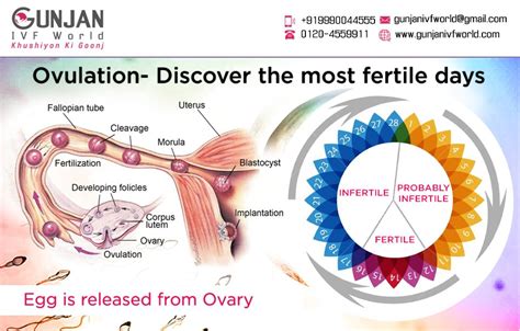 Gunjan Ivf World On Twitter Understanding Ovulation Cycle Knowing