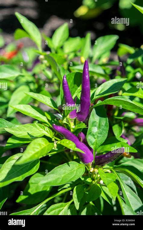 Purple Pepper Plant Hi Res Stock Photography And Images Alamy
