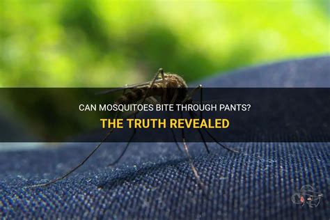 Can Mosquitoes Bite Through Pants The Truth Revealed Shunvogue