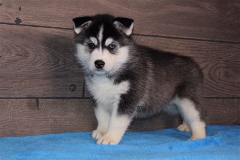 Ellie Puppy Akc Siberian Husky For Sale Near Nappanee Indiana Vip