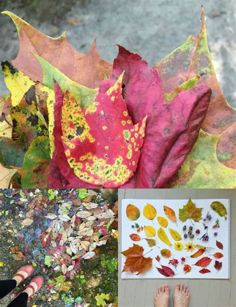 What To Do With Autumn Leaves 11 Creative Ideas