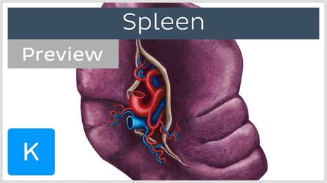 Spleen Enlarged Spleen Symptoms Causes And Treatment Vitamin