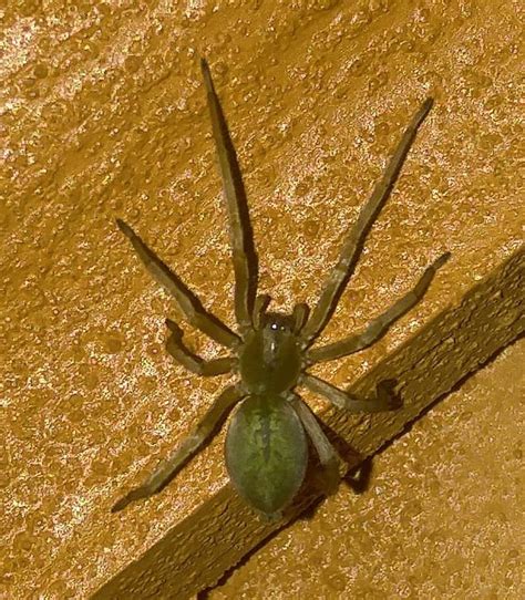 Cheiracanthiidae Prowling Spiders In Kingston New York United States