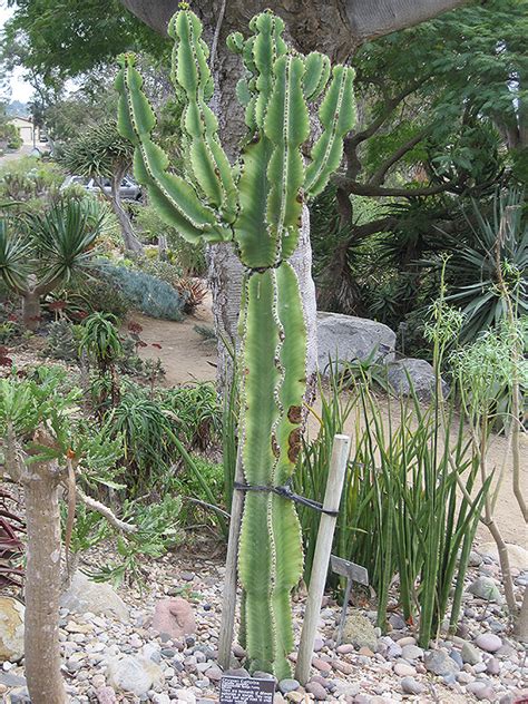 Desert Candle Euphorbia Abyssinica In Denver Centennial Littleton
