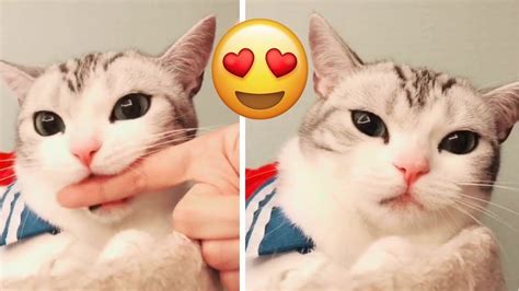 Tik Tok 🧡🐱 Cute Cat Funny Animals Animal Kingdom Musically Tik Tok