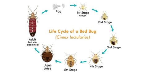 Bed bugs can live from 10 to 18 months. How Long Can Bed Bugs Live Without Food