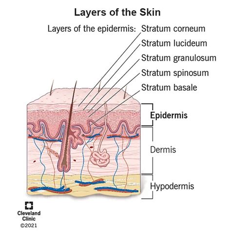 Epidermis Outer Layer Of Skin Layers Function And Structure 2023