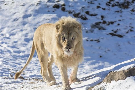 White Lion Lion Wild Cat Carnivore Muzzle Mane Zoo Snow