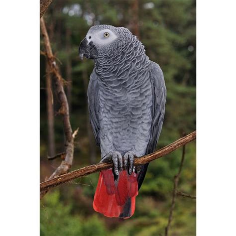 African Grey Parrots Conservation Threats