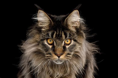 9 Fluffy Silly And Majestic Maine Coon Cats To Follow On Instagram