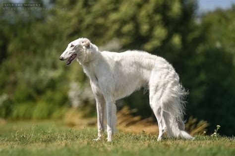 White Elegant Borzoi Borzoi Dog Saluki Whippet Wags And Whiskers