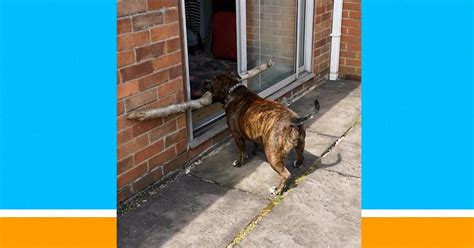 Adorable Dog Tries Real Hard To Get Big Stick Through Door