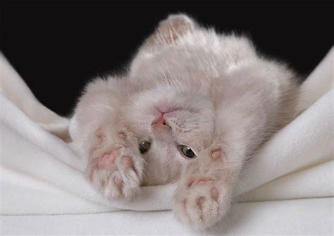 Soft Kitten