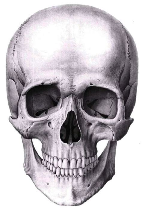 Pin By Yuliya Osyka On Body Reference Human Skull Drawing Skull
