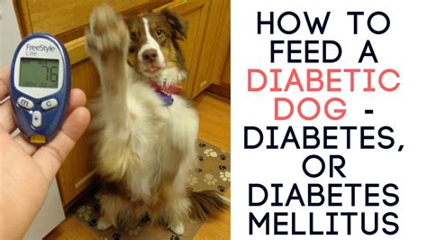 How To Feed A Diabetic Dog Diabetes Or Diabetes Mellitus Youtube