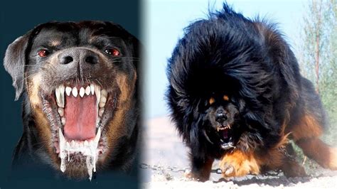 Top 10 Most Dangerous Dog Breeds I Top Ten List