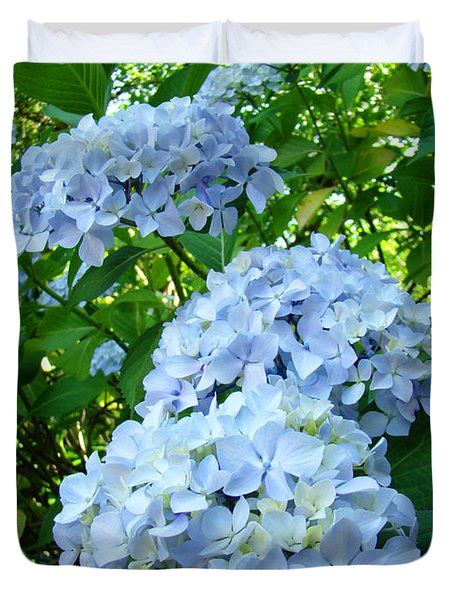 Green Nature Landscape Art Prints Blue Hydrangeas Flowers Photograph By