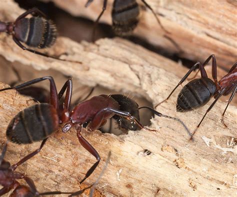 Difference Between Carpenter Ants And Common Ants Masterguard Pest Control