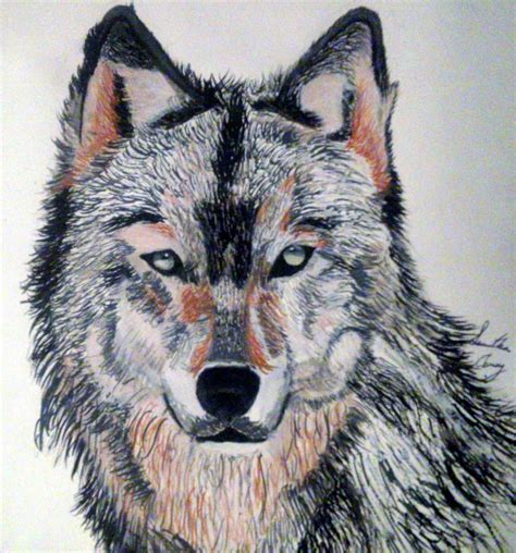 Free 20 Wolf Drawings In Ai