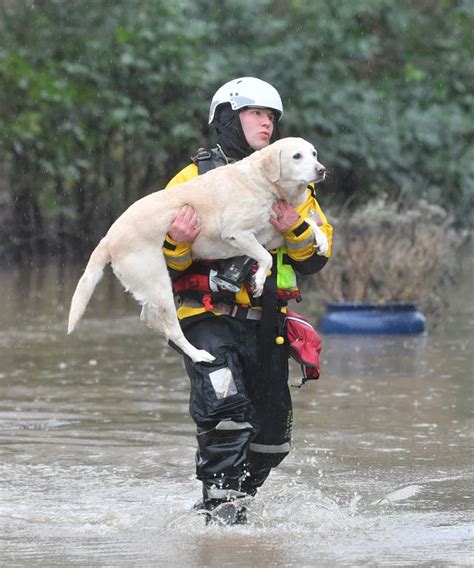 Dogs And Their Owners Rescued From Flooding In Wales Express And Star