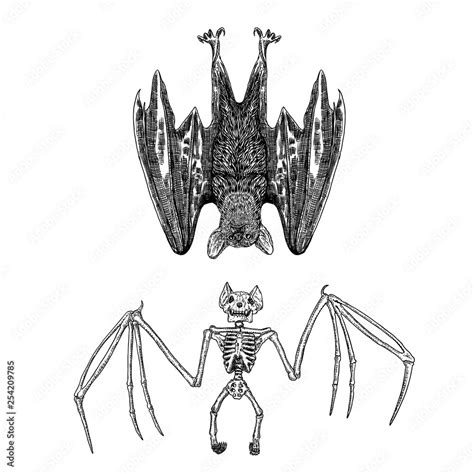 Bat And Bat Skeleton Set Drawing Gothic Illustration Of Aggressive