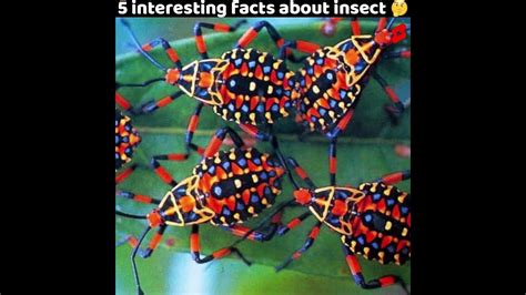 5 Mind Blowing Facts About Insect That Will Blow Your Mind