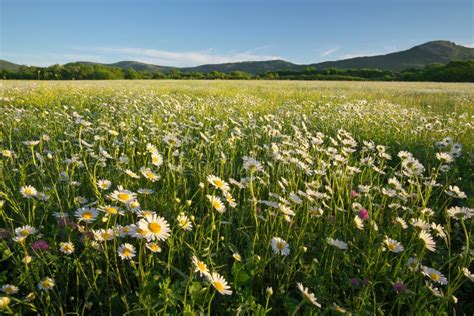 Spring Daisy Flowers In Mountain Meadow Stock Photo Image Of Beauty