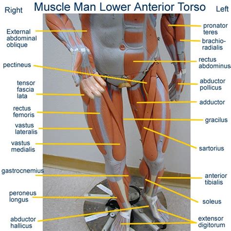 Examining the human torso model. labeled muscles of lower leg - Yahoo Search Results ...