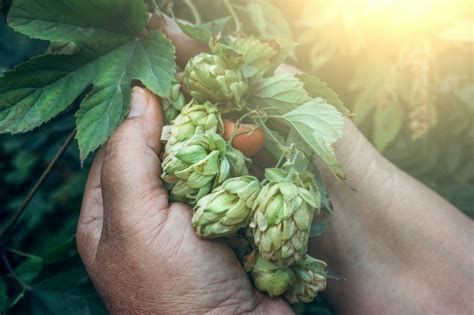 How To Grow Your Own Hops At Home Farmers Almanac Plan Your Day