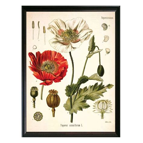 Poppy Botanical Illustration Antique Botanical Print Botanical
