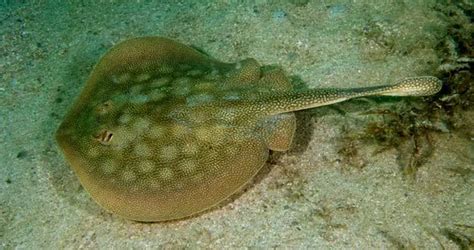 11 Main Types Of Stingrays Explanation Visual Guide