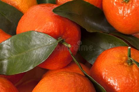 Background Of Whole Fruits Of Mandarin Orange With Green Leaves Stock