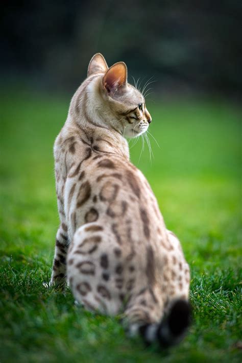 Bengal Cat Everything You Need To Know Artofit