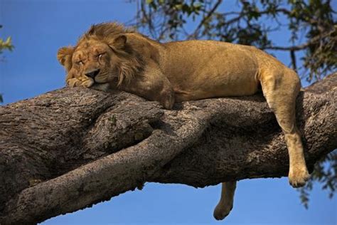 A Male Lion Sleeping In A Tree Photographic Print Beverly Joubert