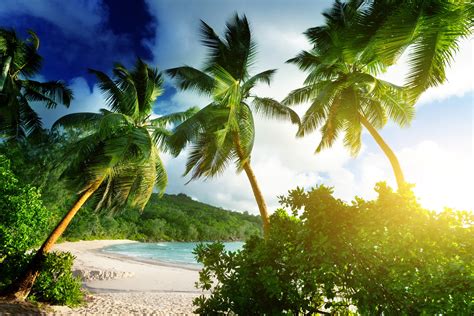 Coconut Trees On Island Beach Sea Palm Trees Landscape Hd Wallpaper