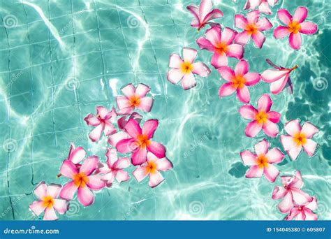 Tropischer Blumen Frangipani Plumeria Leelawadee Das In Das Wasser Schwimmt Das Badekurortpool