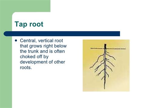 Tree Anatomy Roots Shoots And Leaves