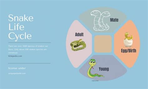 Snake Life Cycle Diagram