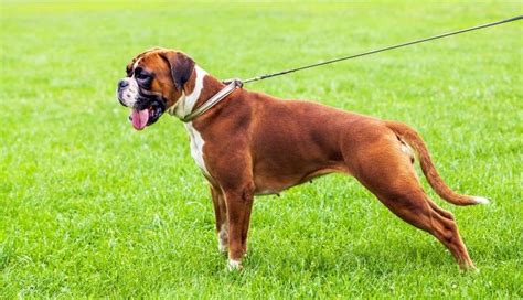 What Are The Downsides Of Owning A Boxer Dog Pets4homes Top 10 Dog