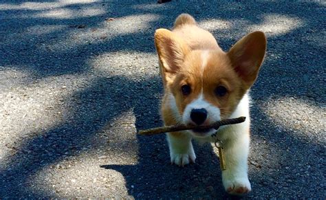 Le Welsh Corgi Pembroke Caractère Origine Conseils Délevage Santé