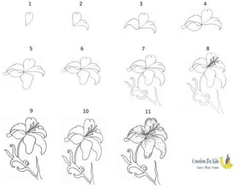 How To Draw A Lily Step By Step Tutorial Lilies Drawing Flower