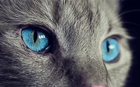 Kitten Eye Infection Home Remedy You Can Do On Your Own