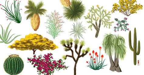 If you want this cactus to grow to its full splendor, plant it on the ground. California desert plants: An illustrated guide - Curbed LA