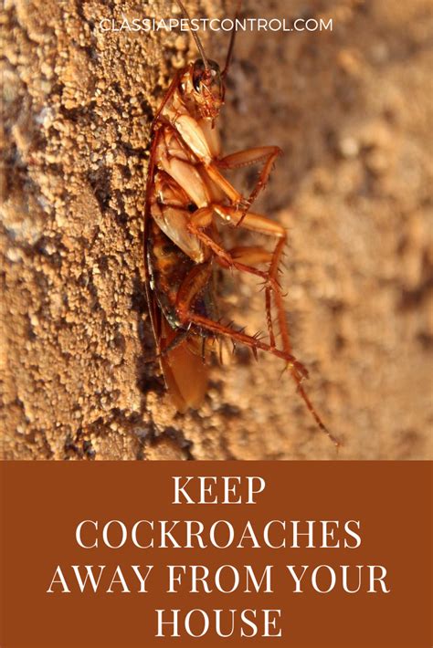 Keep Cockroaches Away From Your House