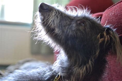 Scottish Deerhound Dogs Animals Animales Animaux Pet Dogs Doggies