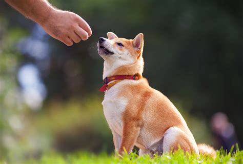 7 Most Common Types Of Dog Training And How To Choose Dogpackr