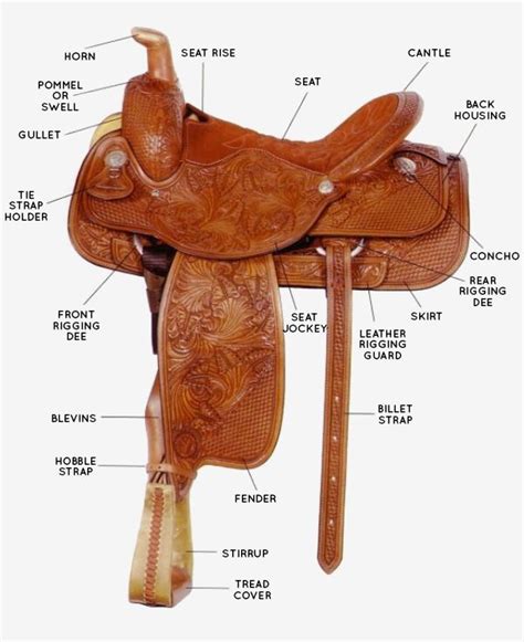 Interactive Western Saddle Parts Diagram | Horses | Pinterest | Western