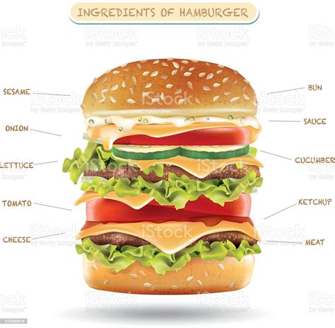 Hamburger Ingredients Vector Infographics Stock Illustration Download